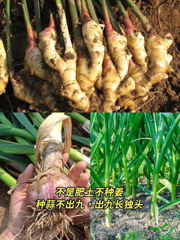 老一輩留下的種菜口訣，簡單實用，有智慧!老一輩留下的種菜口訣，簡單實用，有智慧！趕緊收藏1、淹不死得芹菜，旱不死的蔥