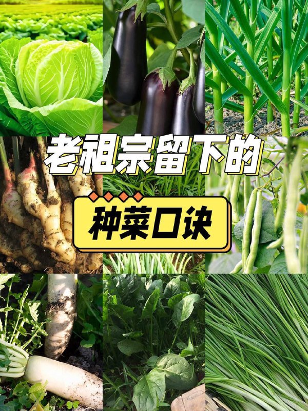 老一輩留下的種菜口訣，簡單實用，有智慧!老一輩留下的種菜口訣，簡單實用，有智慧！趕緊收藏1、淹不死得芹菜，旱不死的蔥